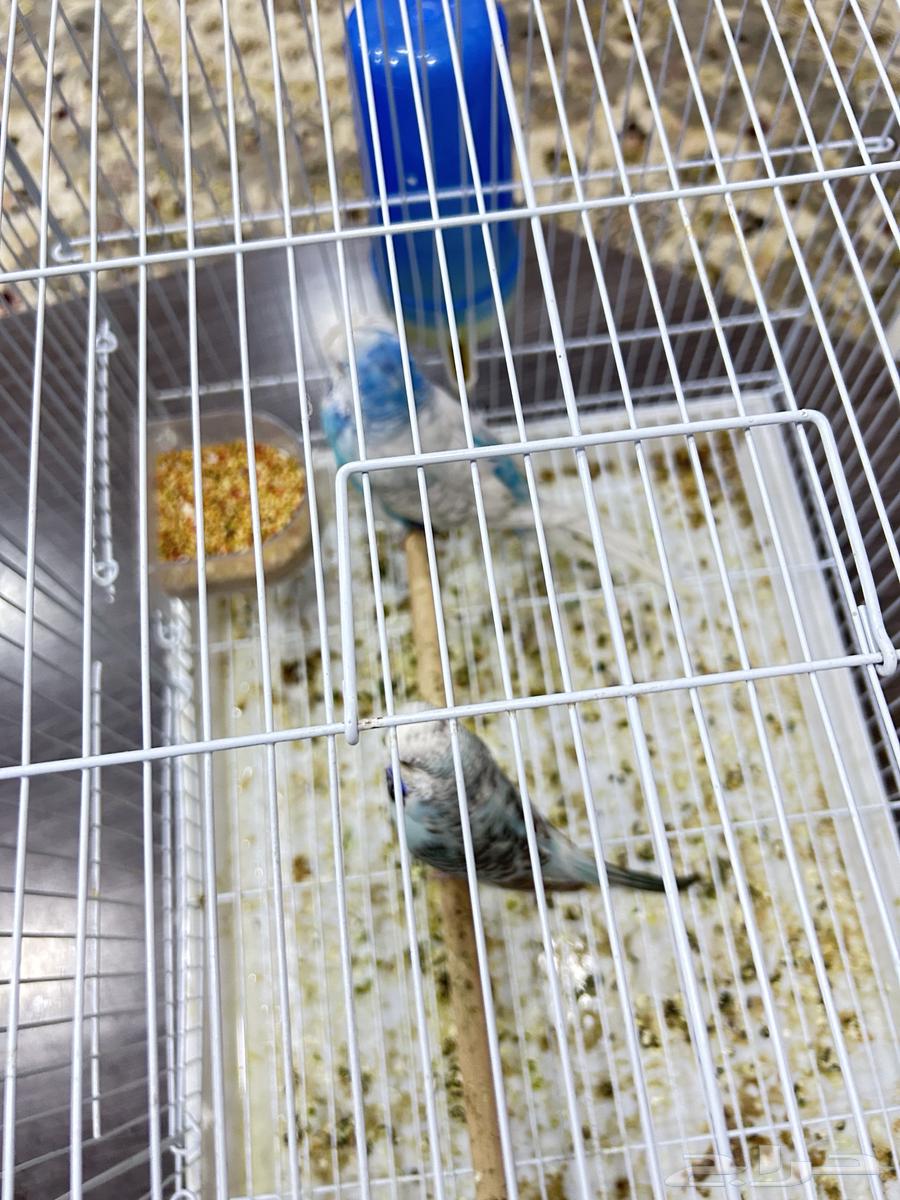 للبيع طيور حب انقليزي أسوم 200 ولبيع قريب جدنا64435272188034112