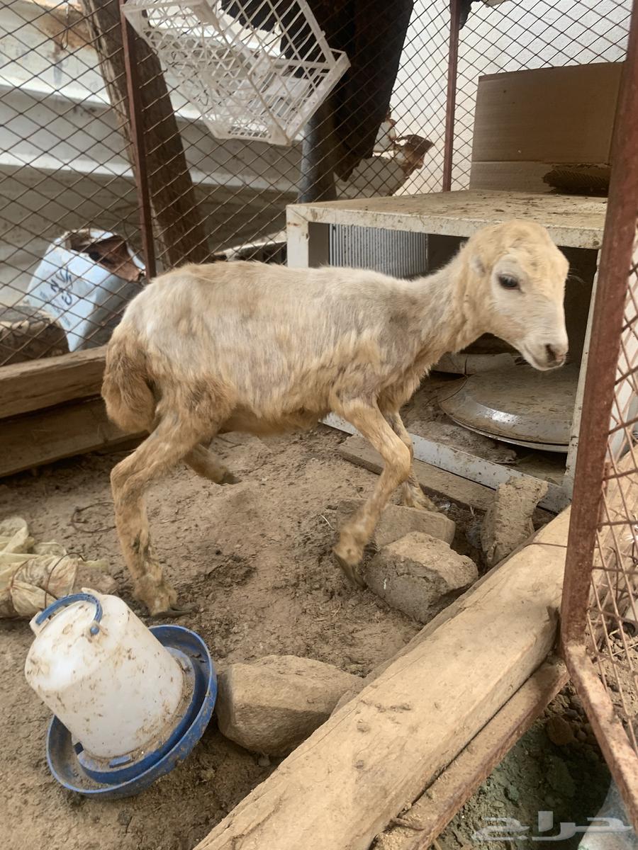 ثنتين رخيل64433726554883110