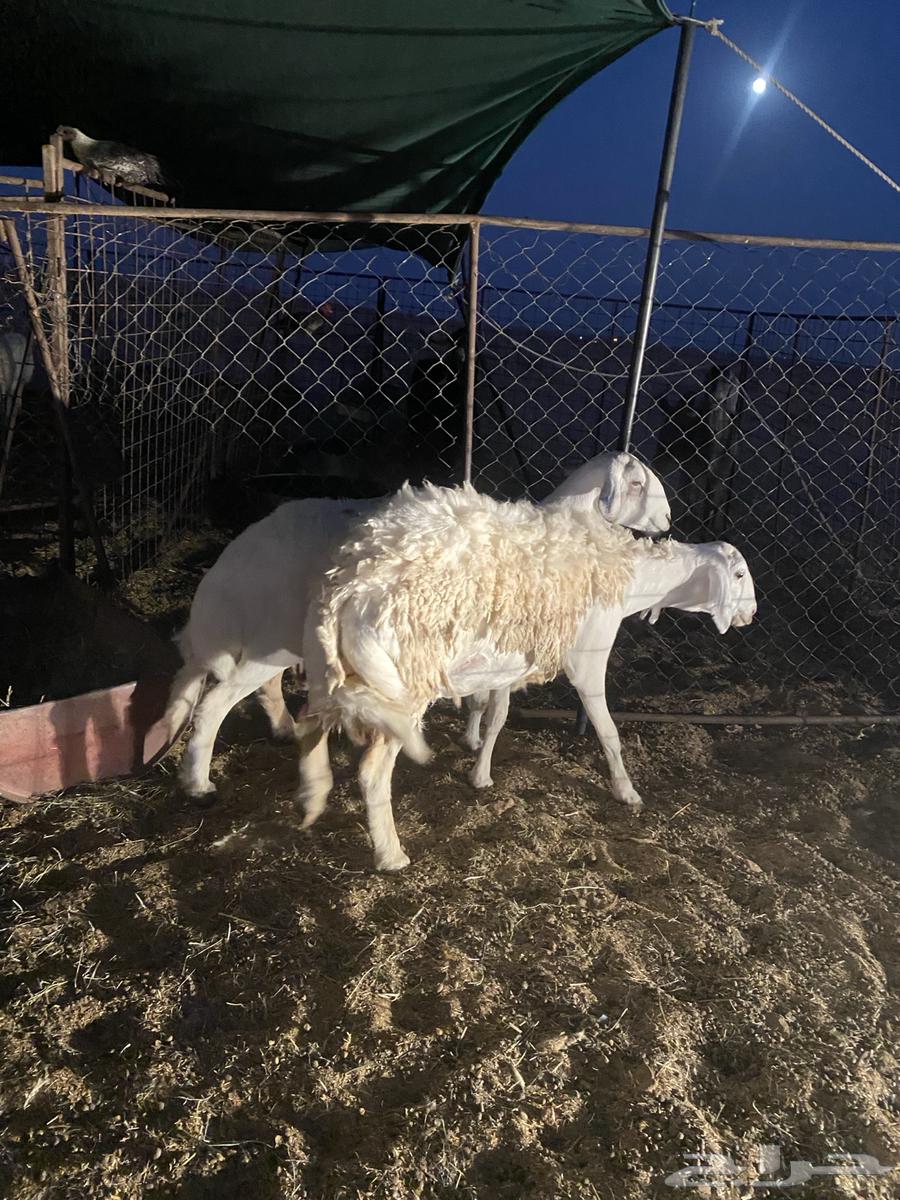 شياه حريات صنف حيل64439815999362112