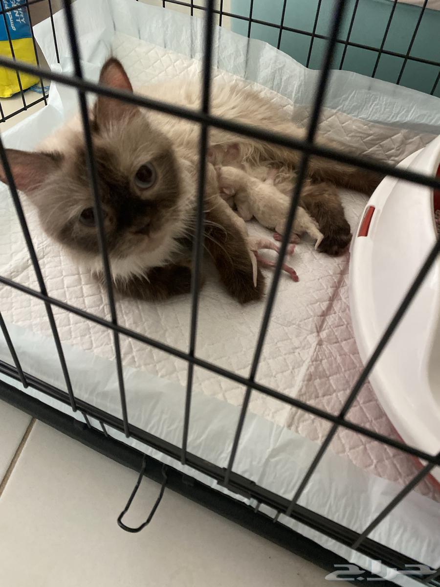 قطط للبيع64437504022786114