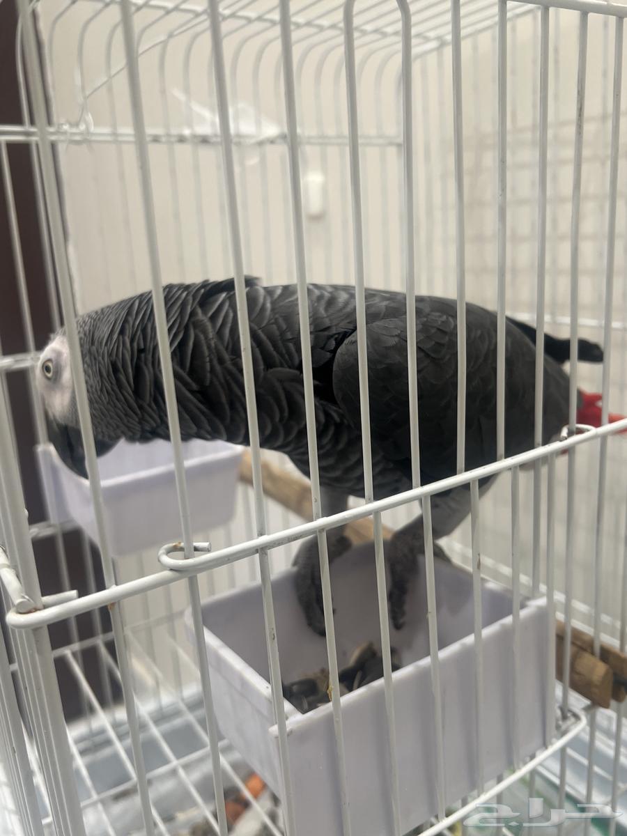 للبيع بغبغاء رمادي افريقي64438015597570112