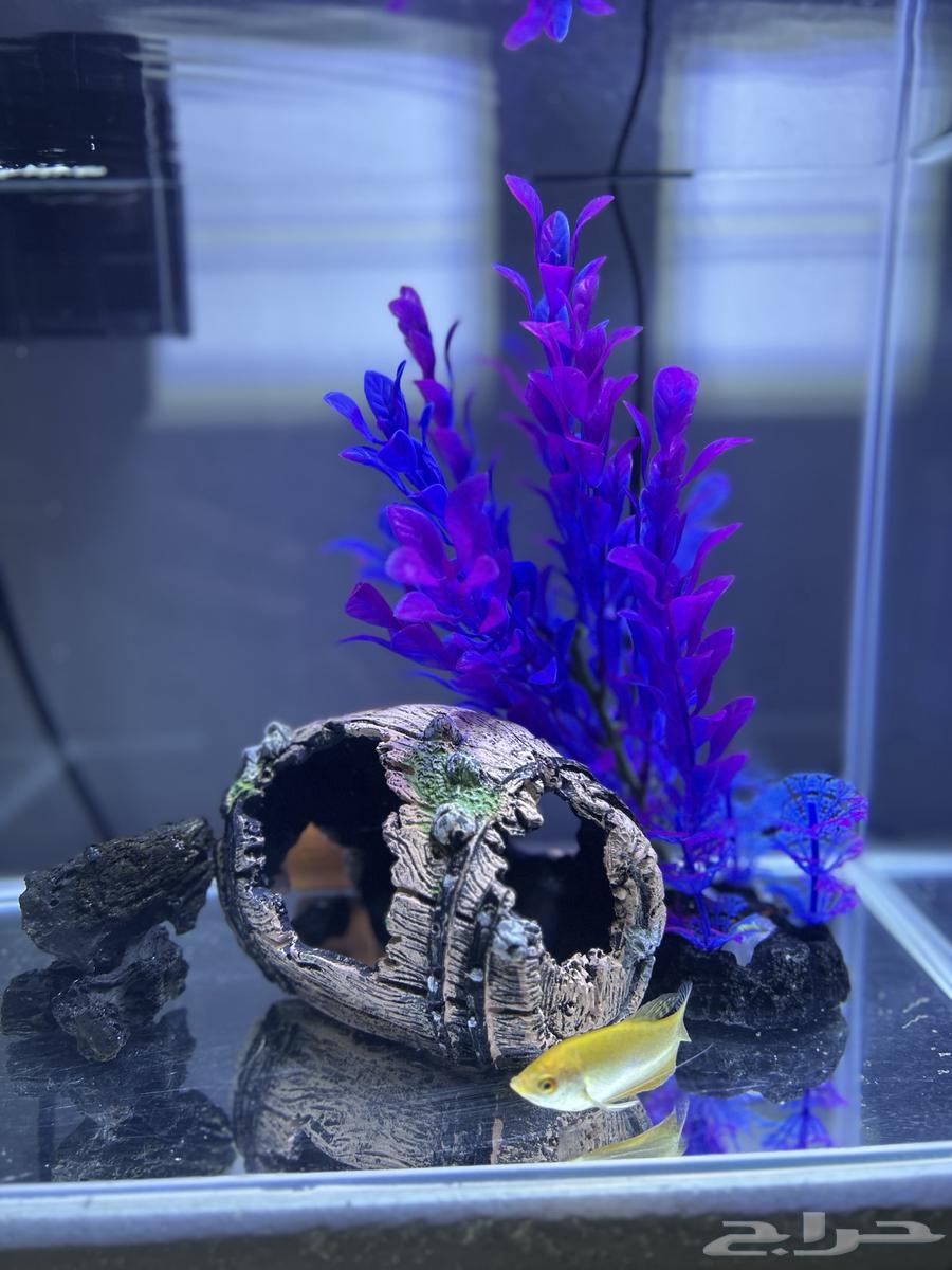 ماركة دوفين حوض سمك64438645551873111