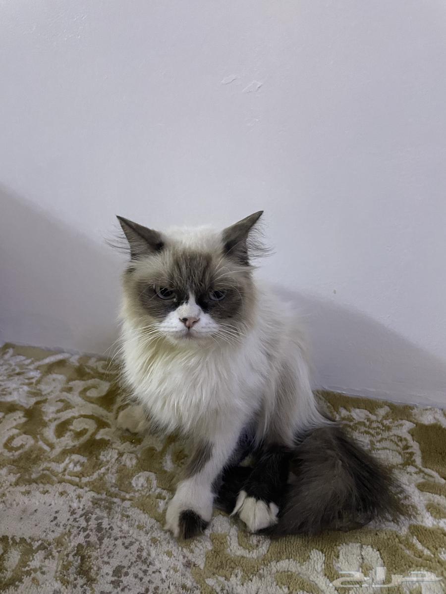 قطو للبيع64435596345345110