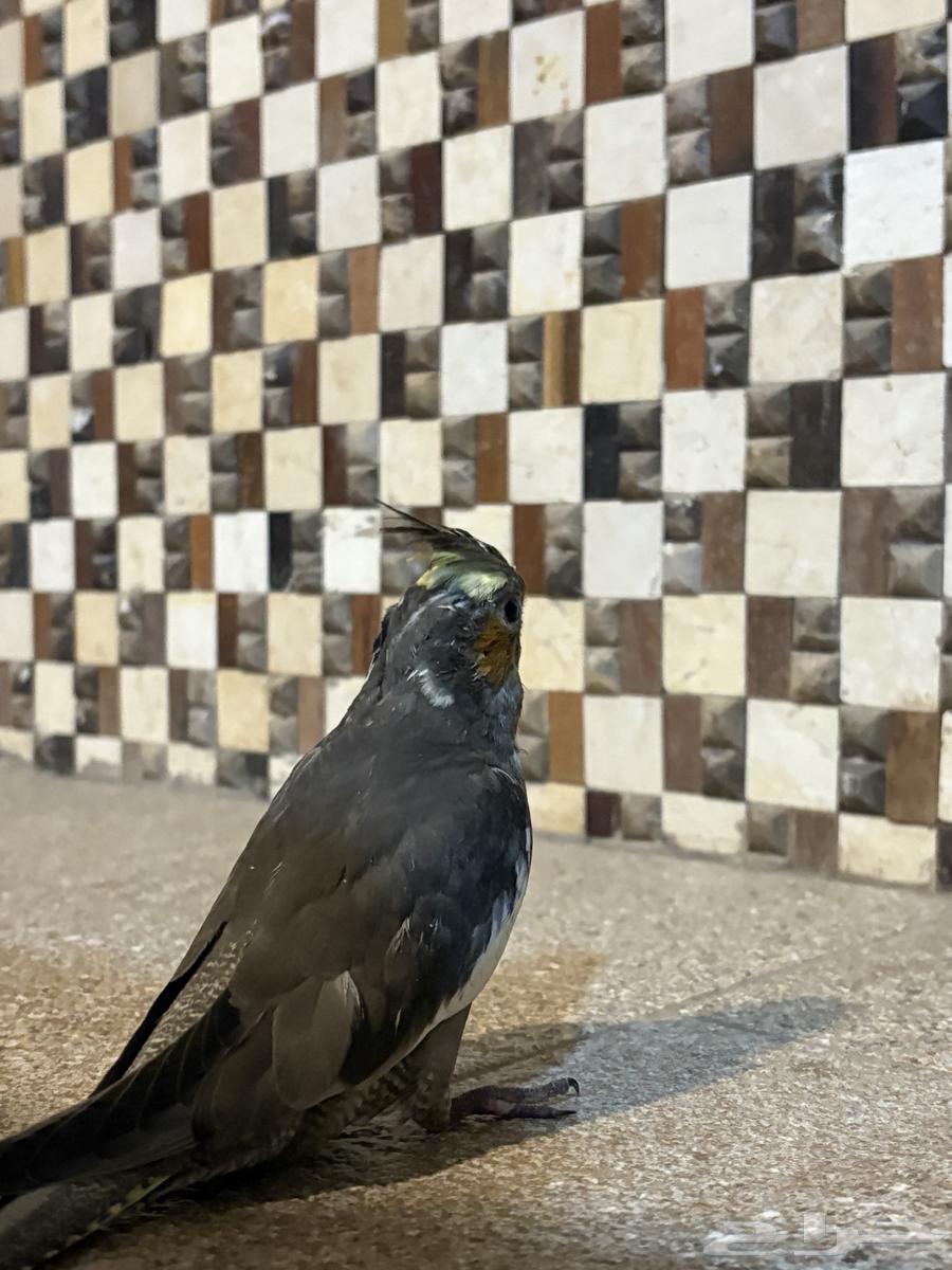 كراون للبيع64441253620611114