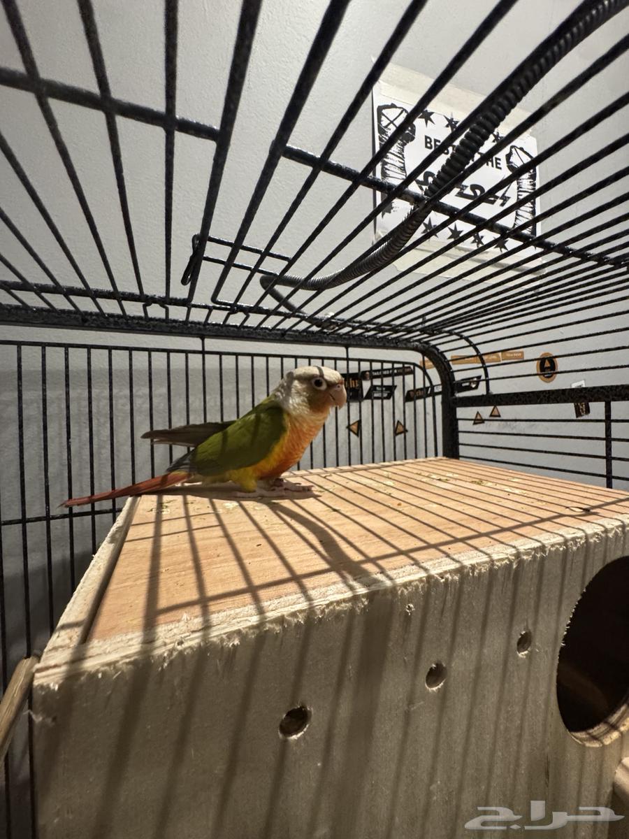 زوج كنيور اناناس رد فاكتوري و دره هولندي لاتينو مباع64439637131394111