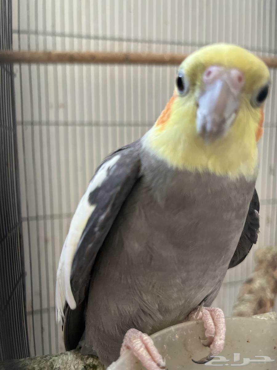 طيور كروان للبيع64437328635267111