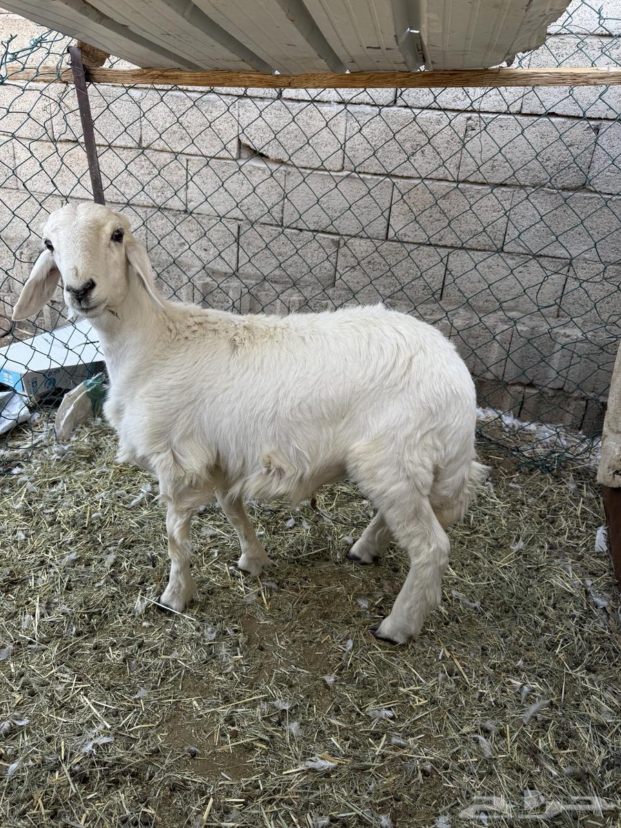 للبيع خروف64438378169474110