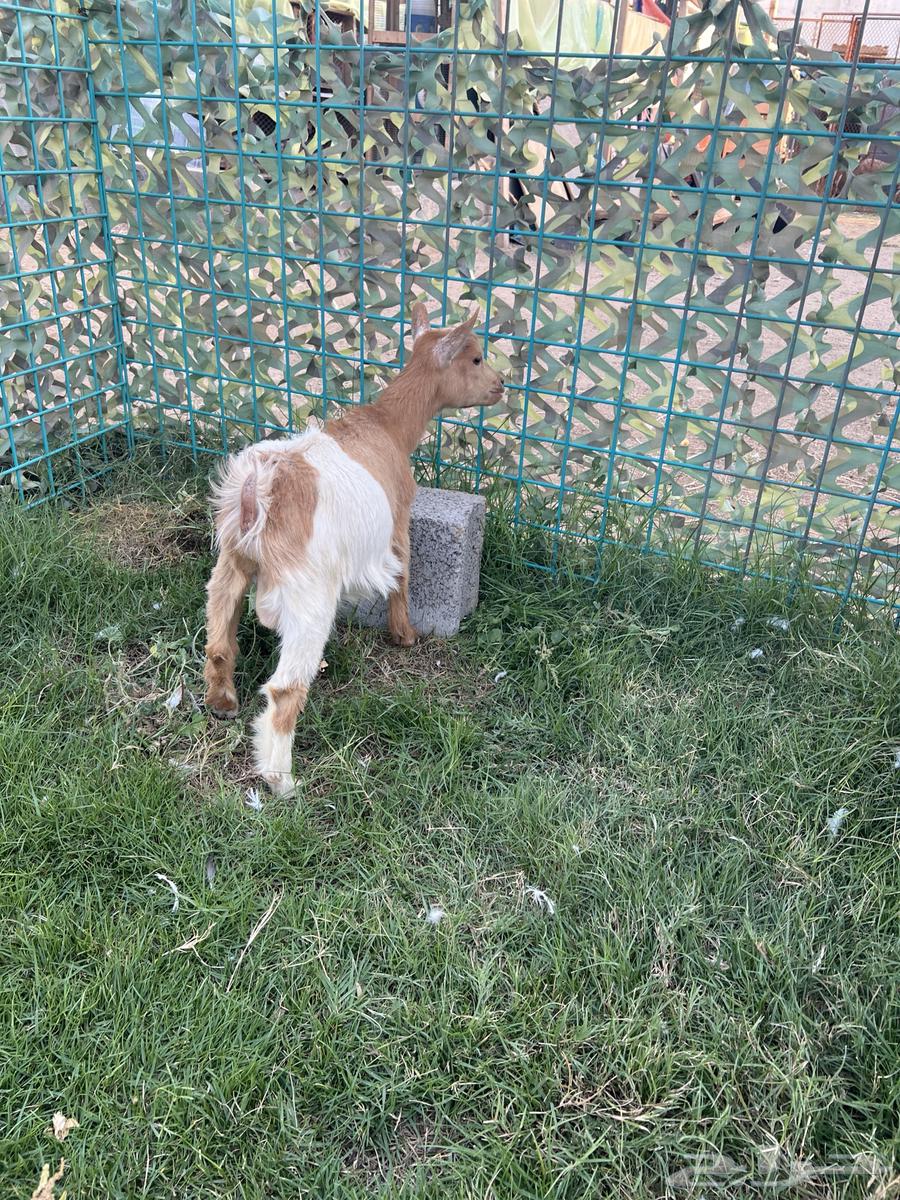 Dwarf Goats64453765099267114