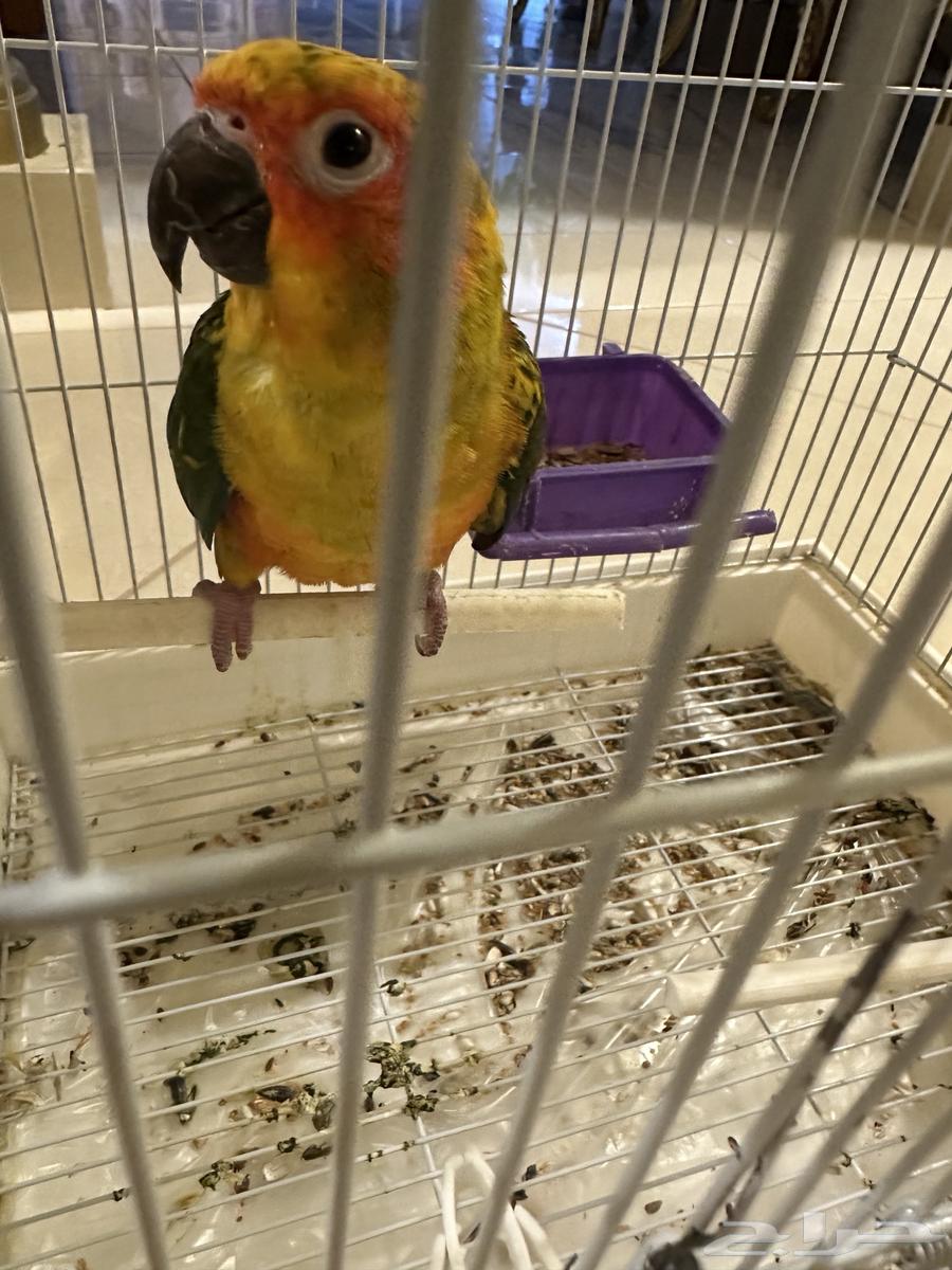 Senior Sun Parakeet, Talkative, with Internal and External Threat (Sold)64441567540611110
