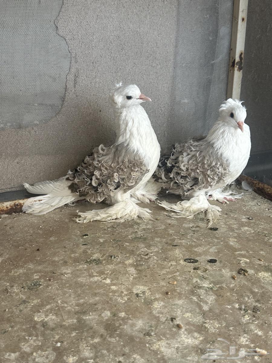 انثتين مفتل للبيع64435463426178111