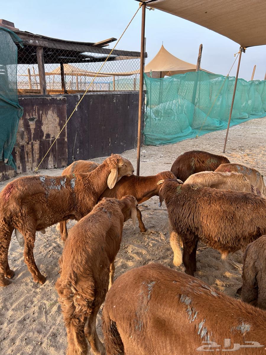 سواكن حمري للبيع جمله وتفريد64440955034753111