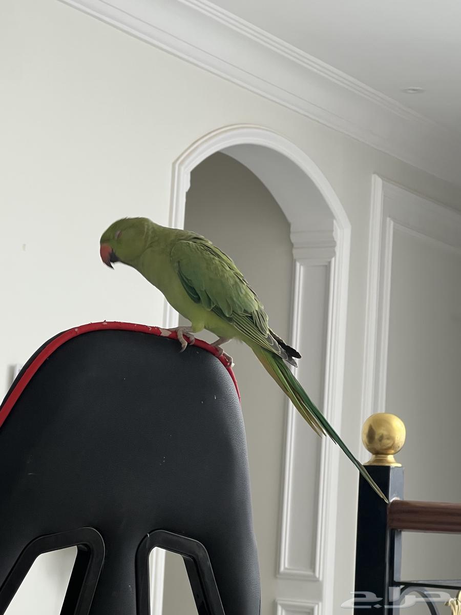 بيع درة عمره من 5 الى 6 شهور64437584863747111