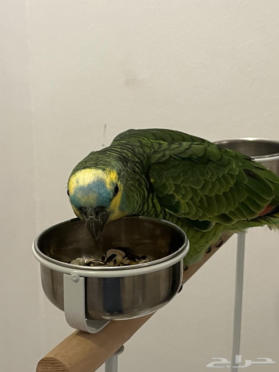 بغبغاء امازوني بلو فرنتد64441458545027111