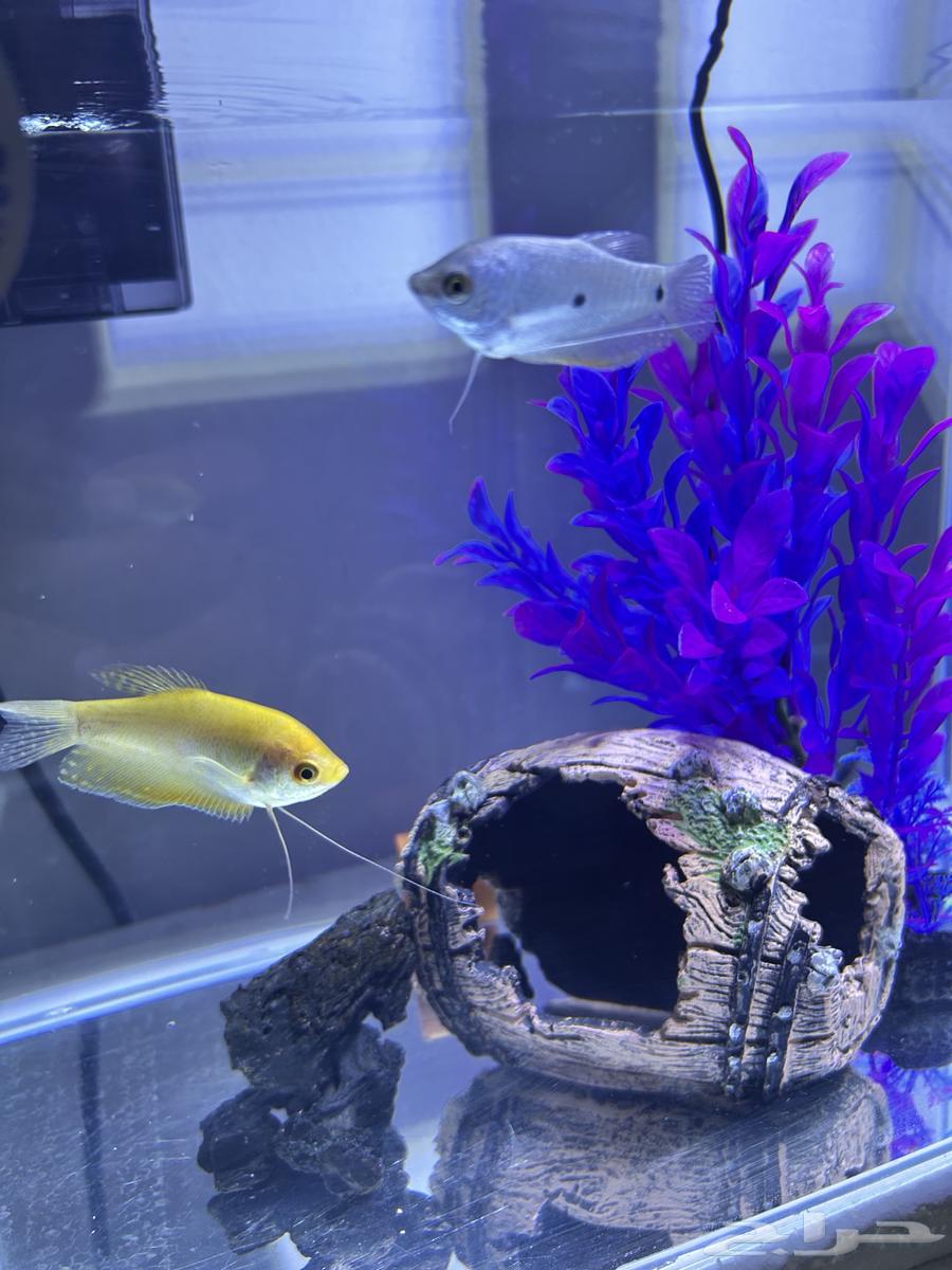 ماركة دوفين حوض سمك64438645551873112