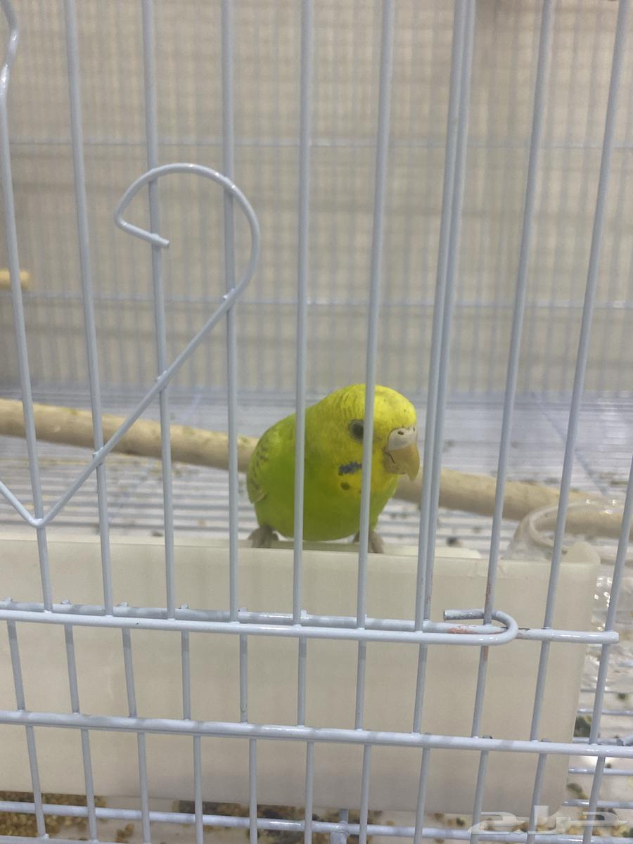 Female budgie, exchange for zebra finch or cash, quick sale, already sold64441595170946110