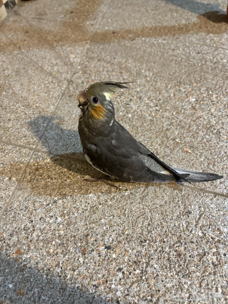 كراون للبيع64441253620611113