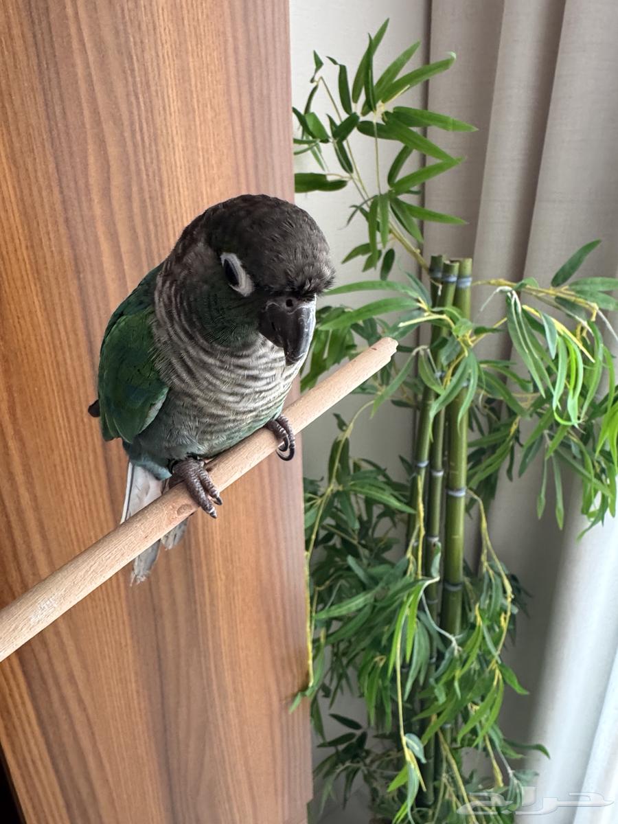 كينور للبيع64436078630146113