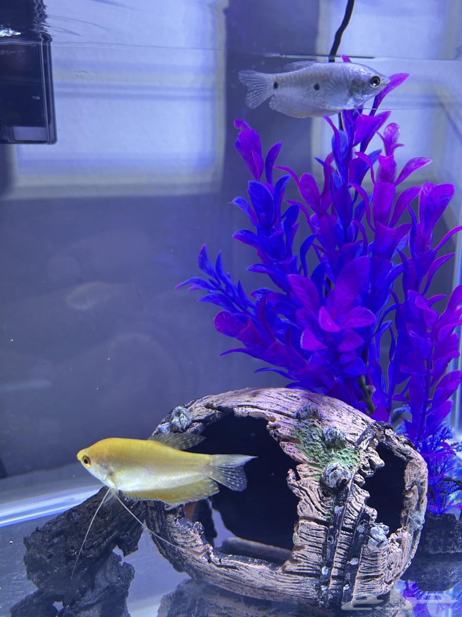 ماركة دوفين حوض سمك64438645551873113