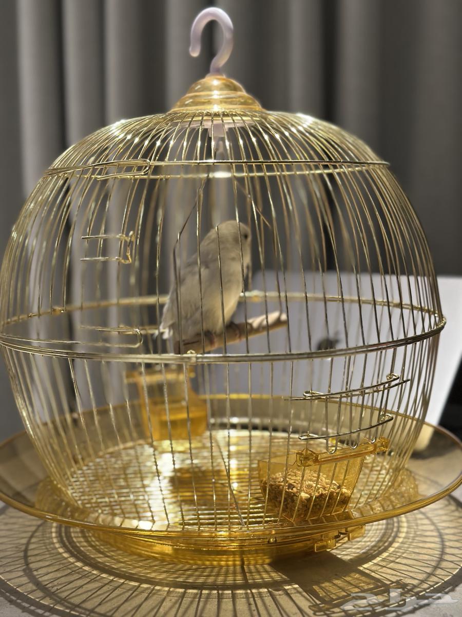 طير روز (لون نادر جدا )64434128162946112