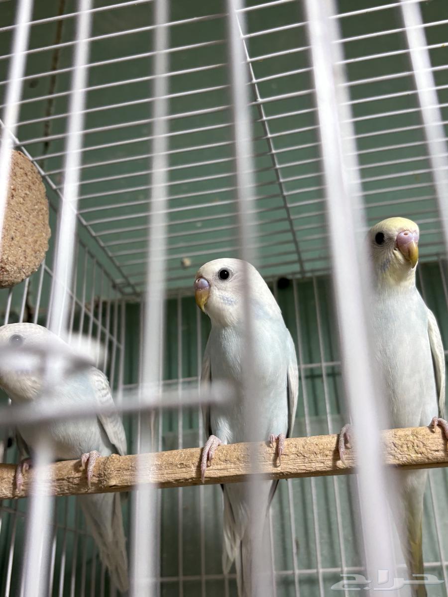 Love Birds for Sale64441910999810112