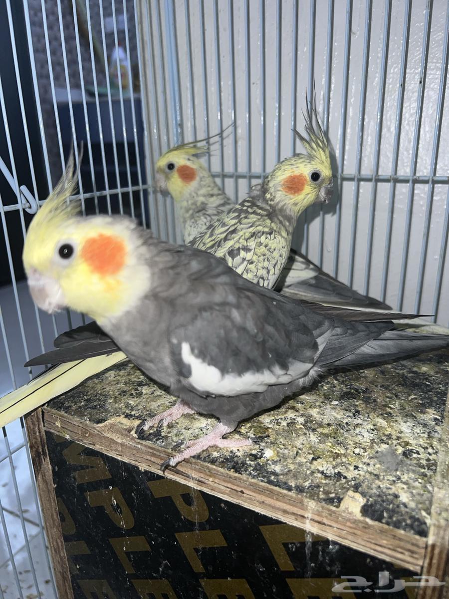 كروان للبيع64438525131393110