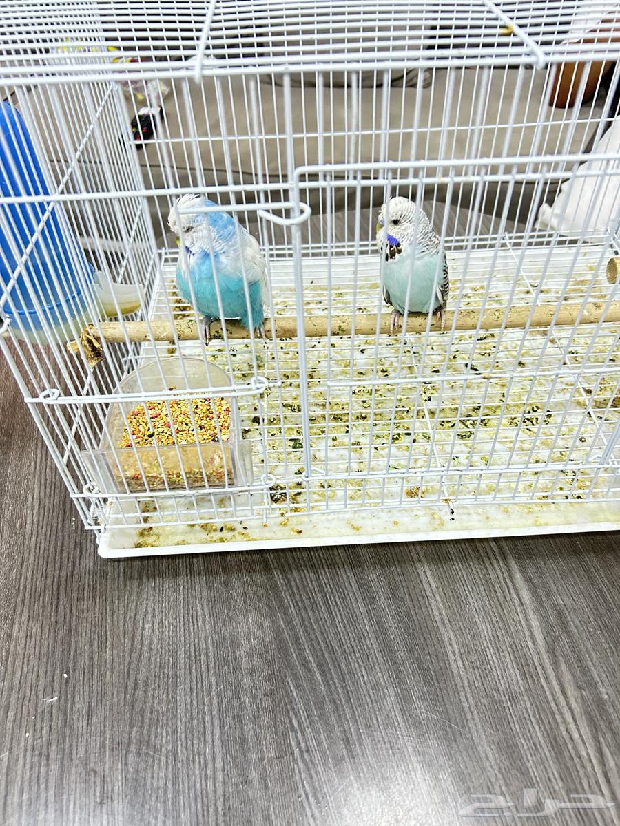 للبيع طيور حب انقليزي أسوم 200 ولبيع قريب جدنا64435272188034111