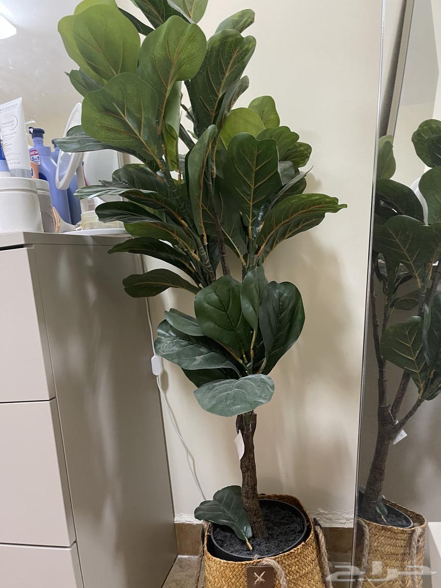 Tree64438055750657112