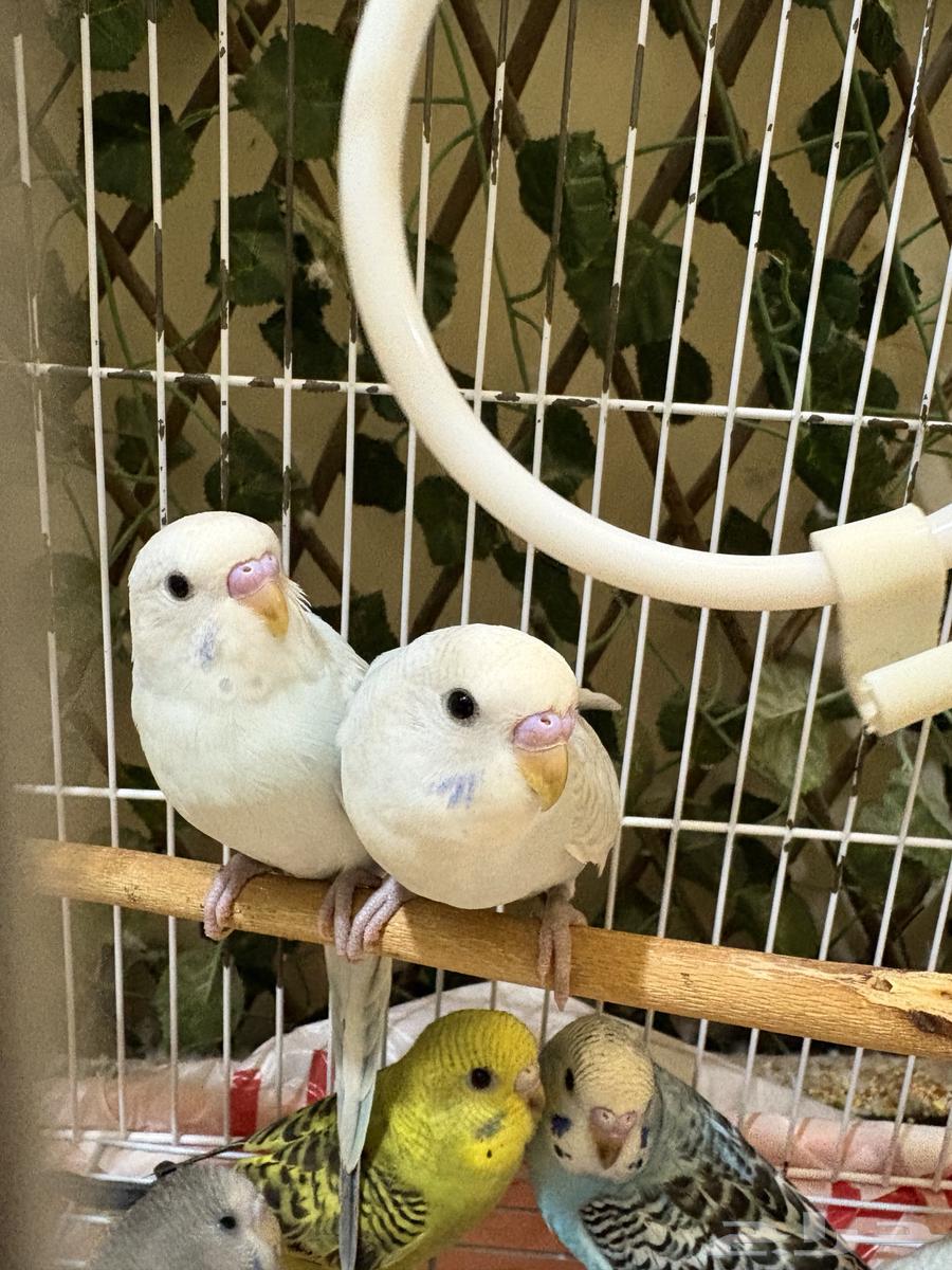 للبيع طيور الحب البادجي64435163792898112