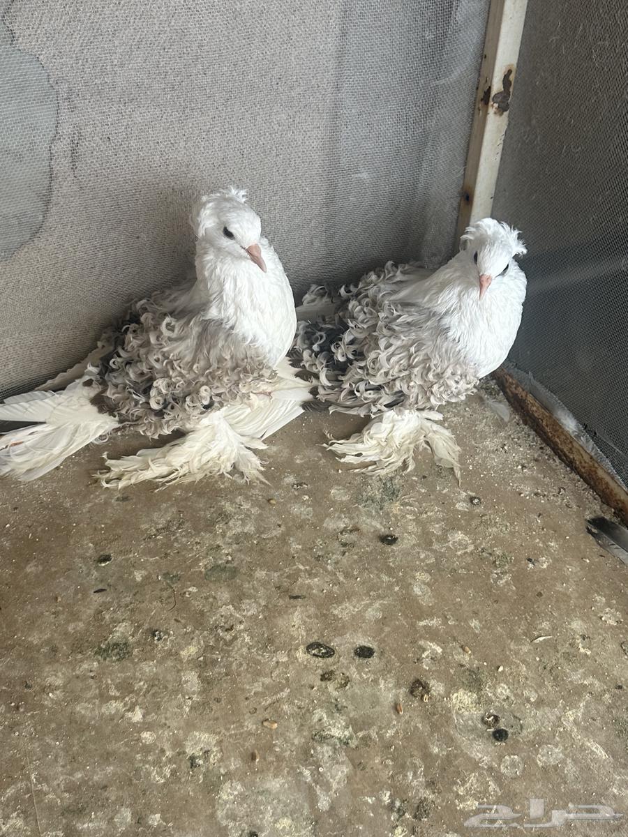 انثتين مفتل للبيع64435463426178113