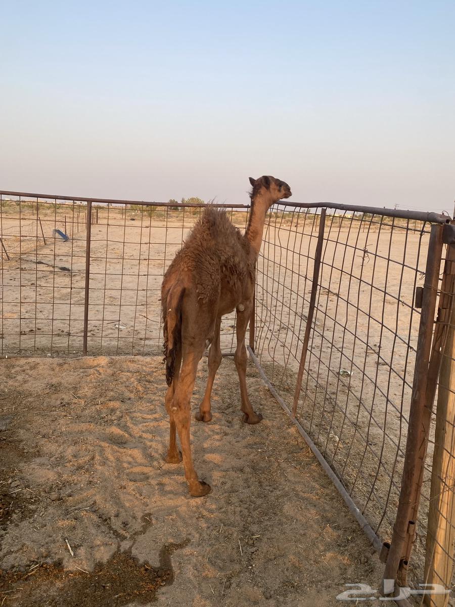 قعود للبيع64439051133697112