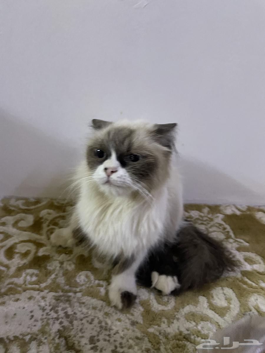 قطو للبيع64435596345345112