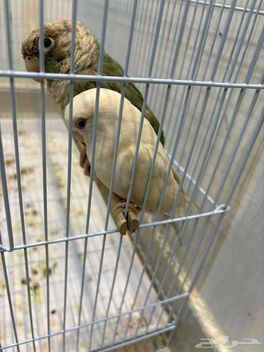 Daily Bird64439105094017110