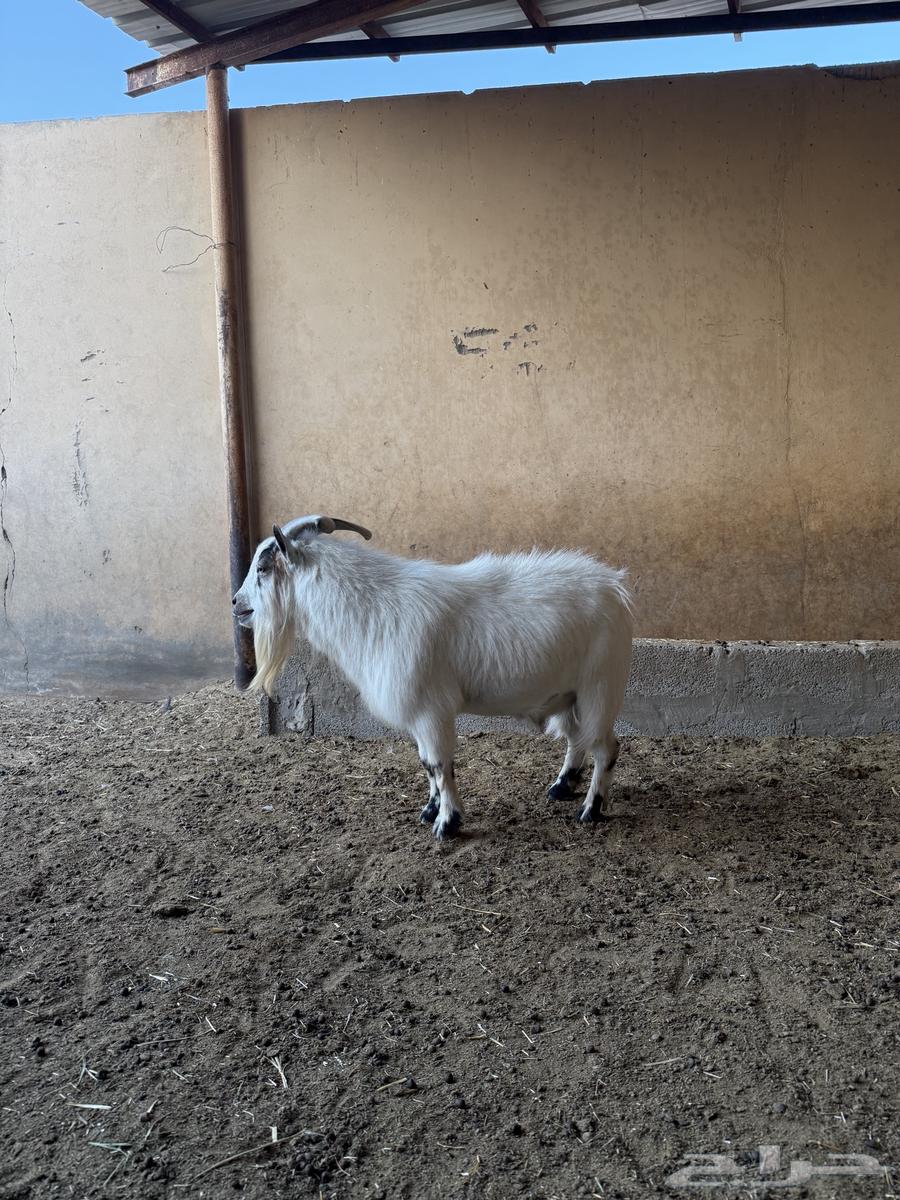 للبيع تييس قزمي64440819938049113