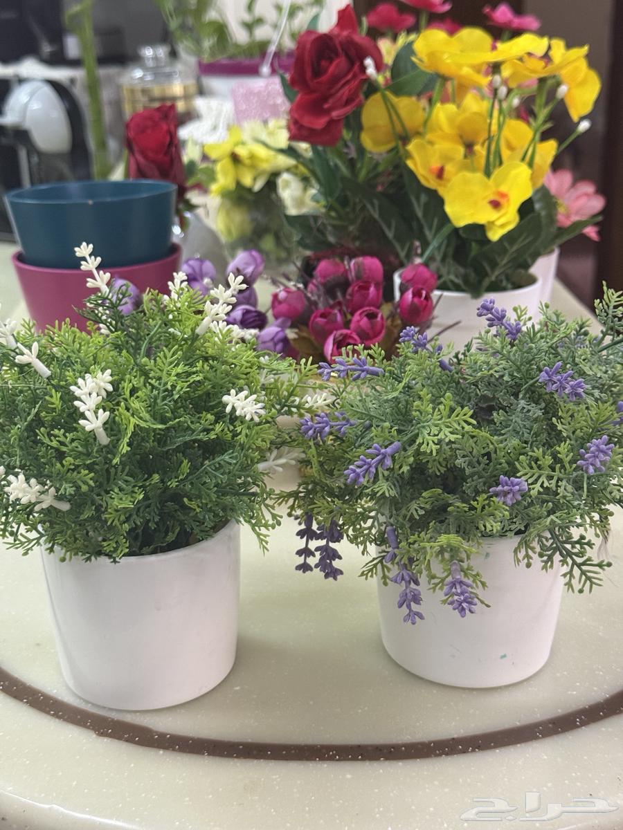 ورد زينة و ارفف64437004898563112