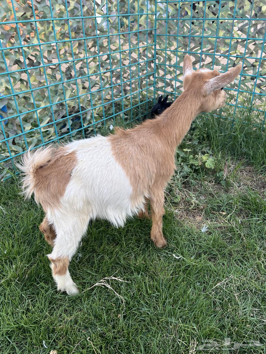 Dwarf Goats64453765099267110