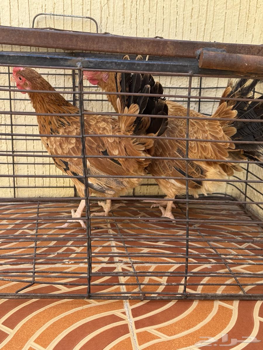 دجاج بلدي للبيع64441336535171114