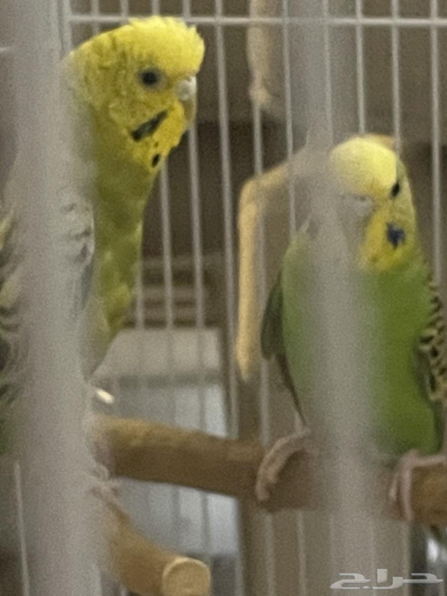 طيور الحب64437167062019111