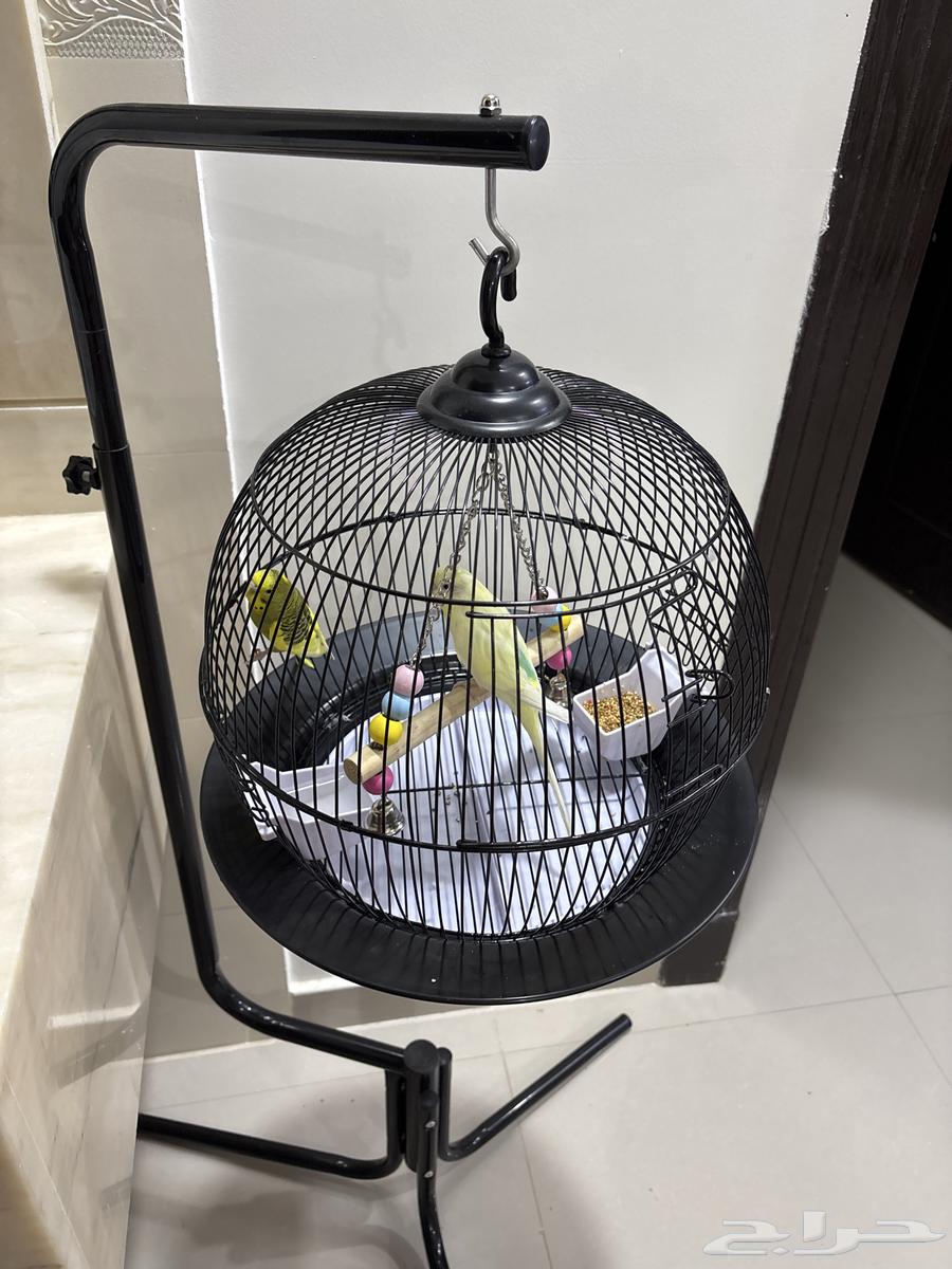 طيور مع قفص للبيع64440233029249111