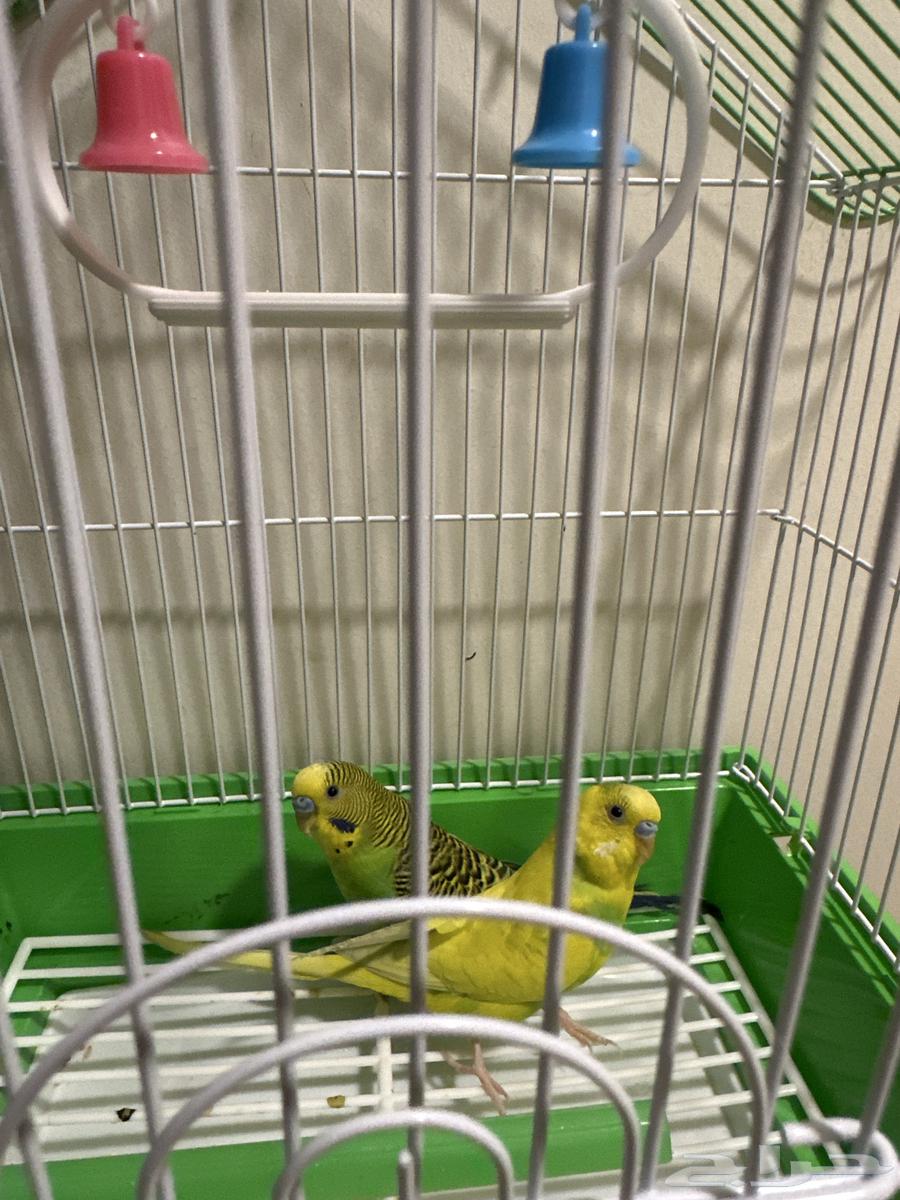 عصافير للبيع64434374022274110