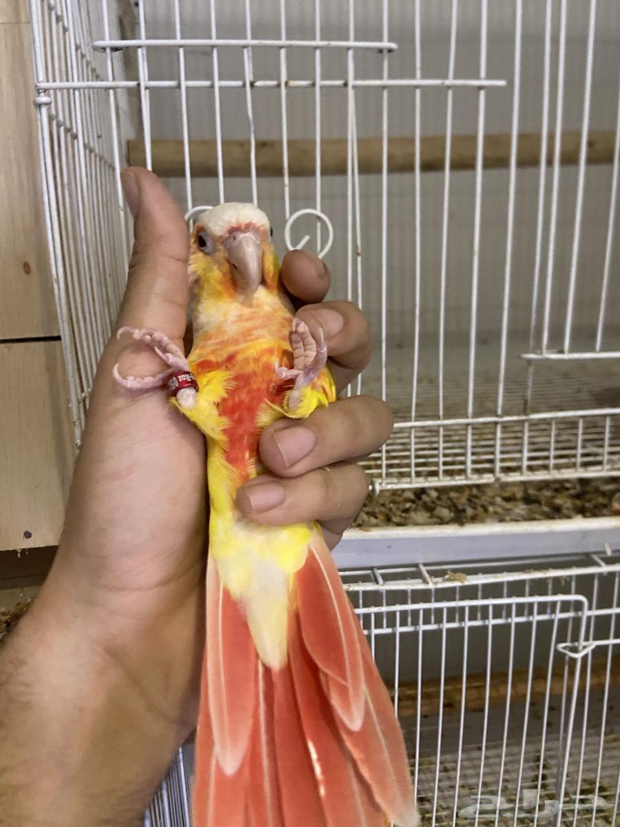 A pair of Sun Cheek products64436159453315111