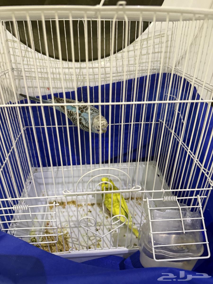 لبيع 200 ريال وقابل لتفاوض64436534341377110