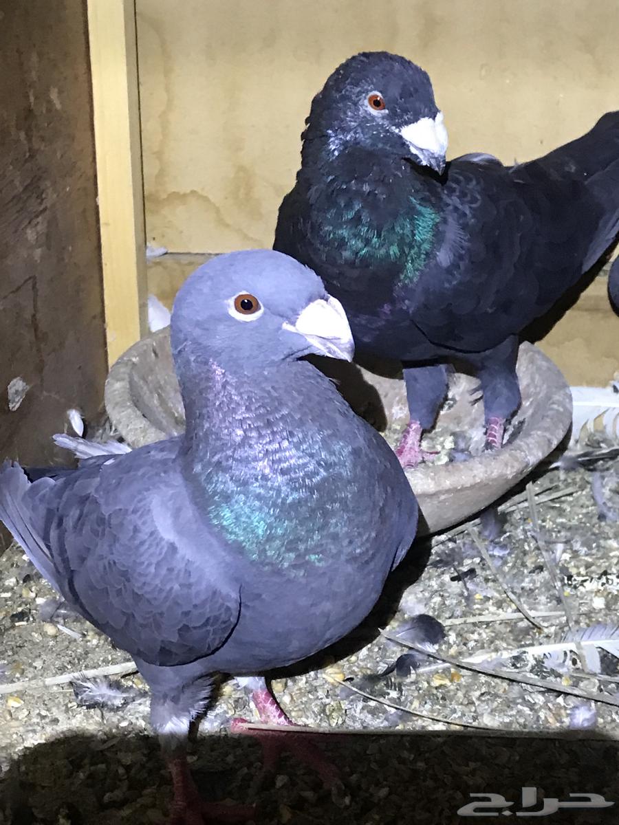 زوج هومر . وفردتين اناثي هومر مستوى توب وزوج لونق فيس64434578444163110