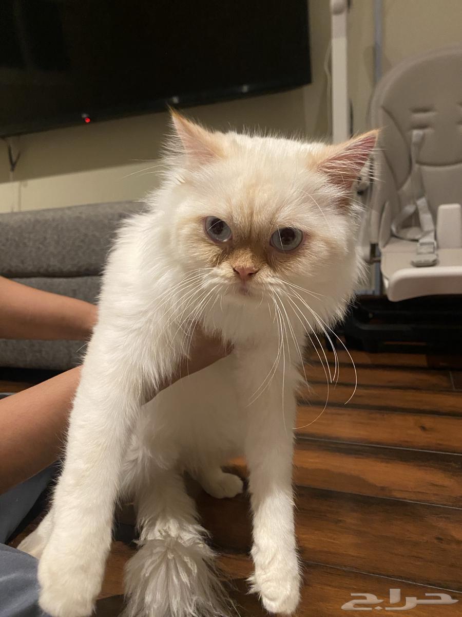 Himalayan Kitten for Sale64441567489667112