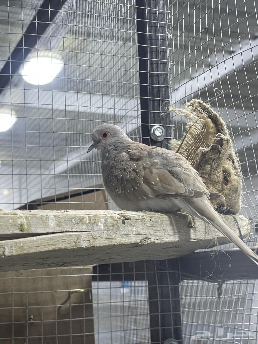 Farah Reserve64437612008451110