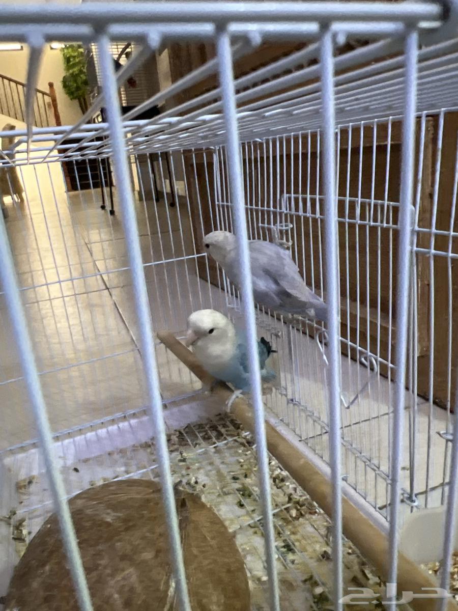 اتوقع انهم جوز روز للبيع ب 25064436964239234111