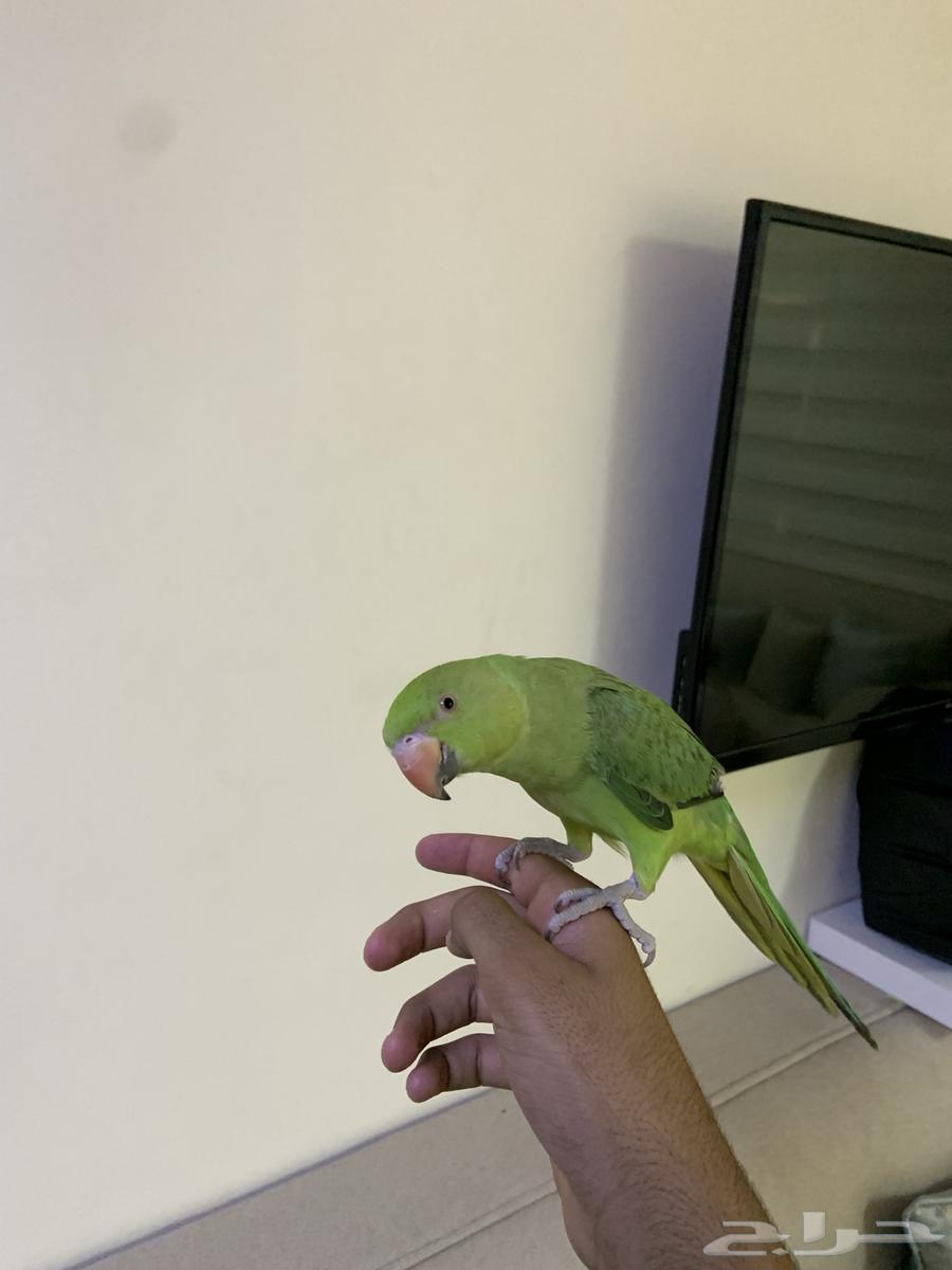 Dera for sale ((Sold))64434128097154111