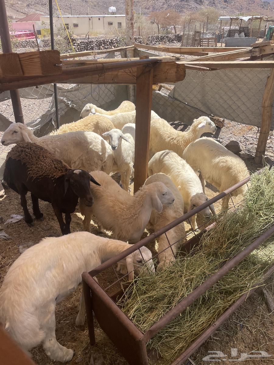 ذبايح فاخره وبريه للبيع ونعجه حايل واسعار ممتازه64436319995011110