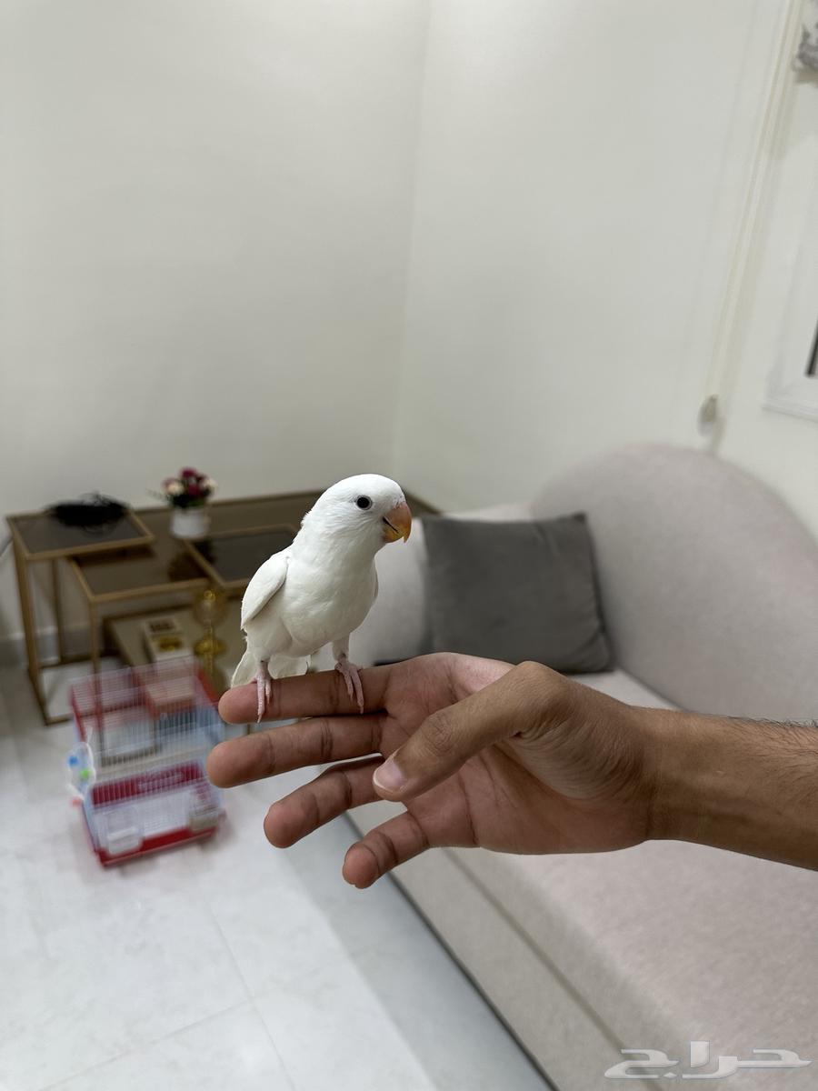 Rooster (Sold)64441759488898112