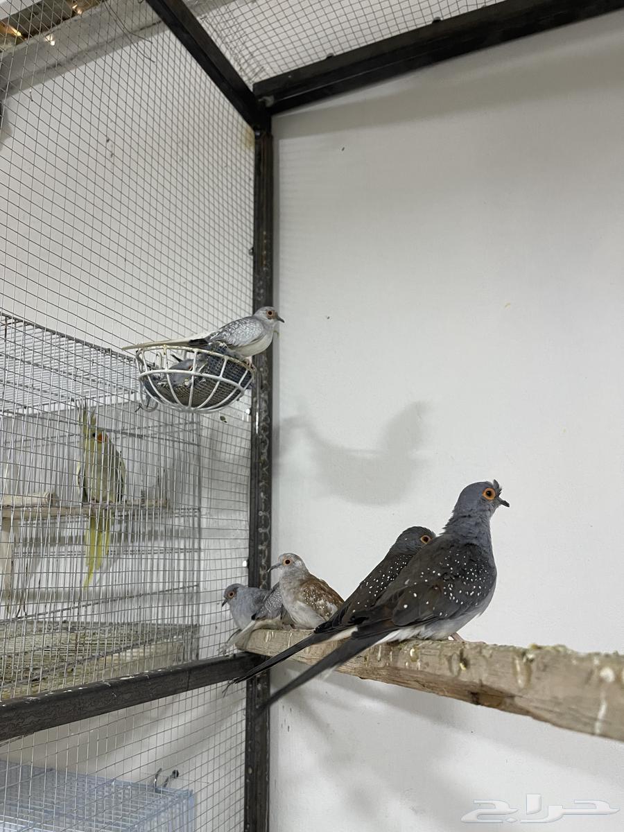 Farah Reserve64437612008451112