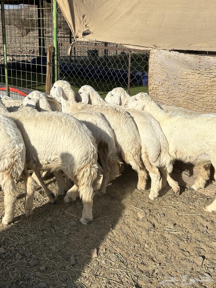 Rakhal Hurriyat has been sold64441650070914110